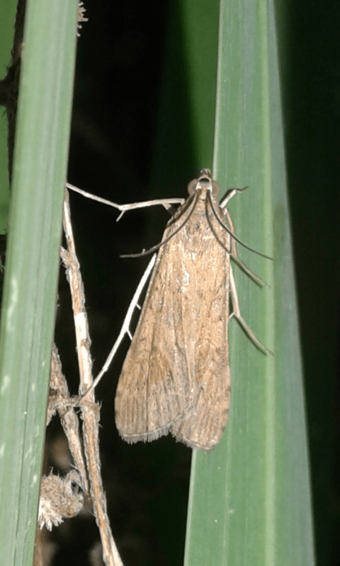 Crambidae : Nomophila noctuella?  Sì